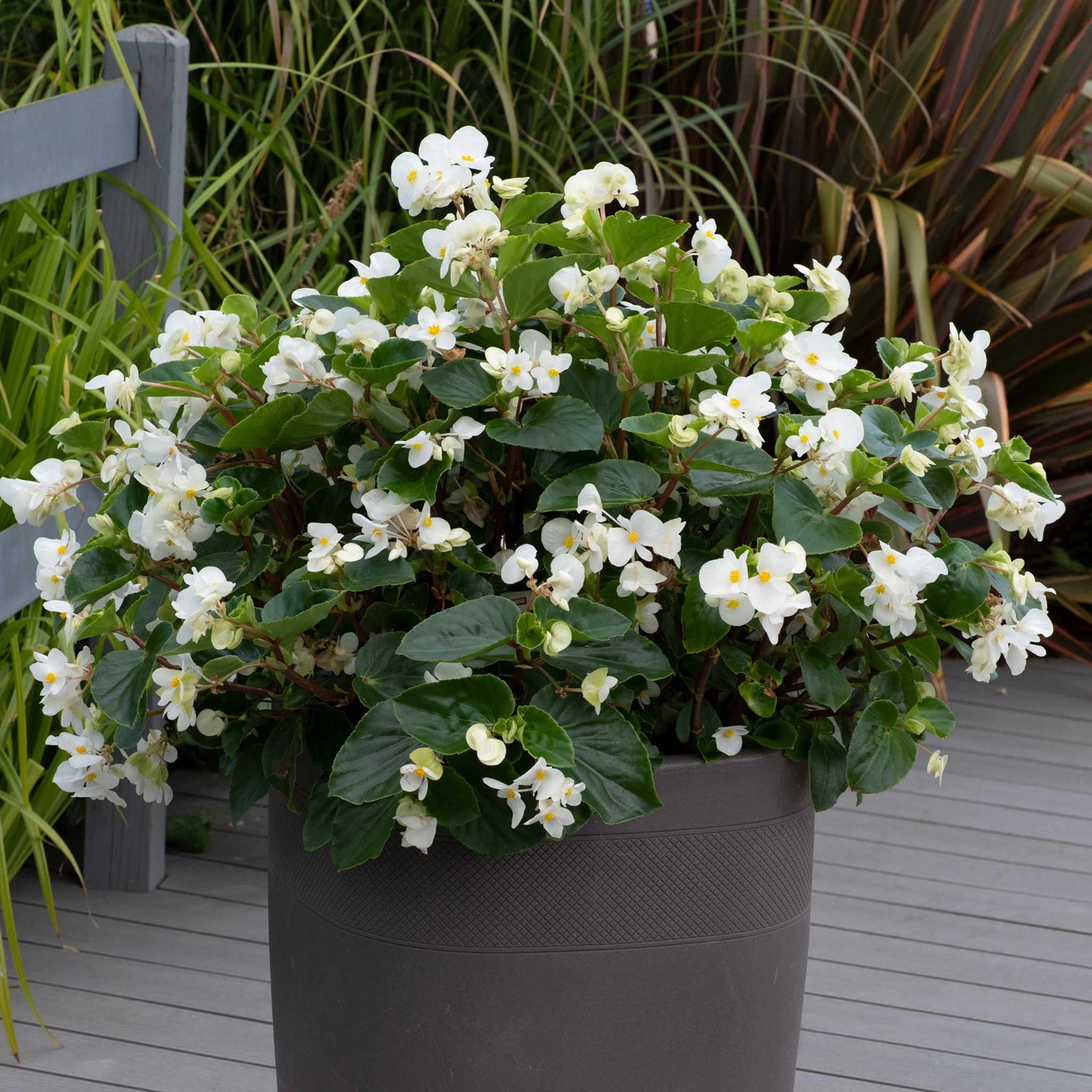 Begonia Megawatt Collection | 6 x Plug Plants | Red