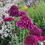 Scabious 'dark Purple Scoop' Deep Purple Perennial, 60–75cm | 12 x Plug Plants | Dark Purple