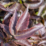 Sambucus Nigra 'black Tower' Narrow Upright Elder (dark Burgundy Foliage) | 1 x 3L | Pink & Black