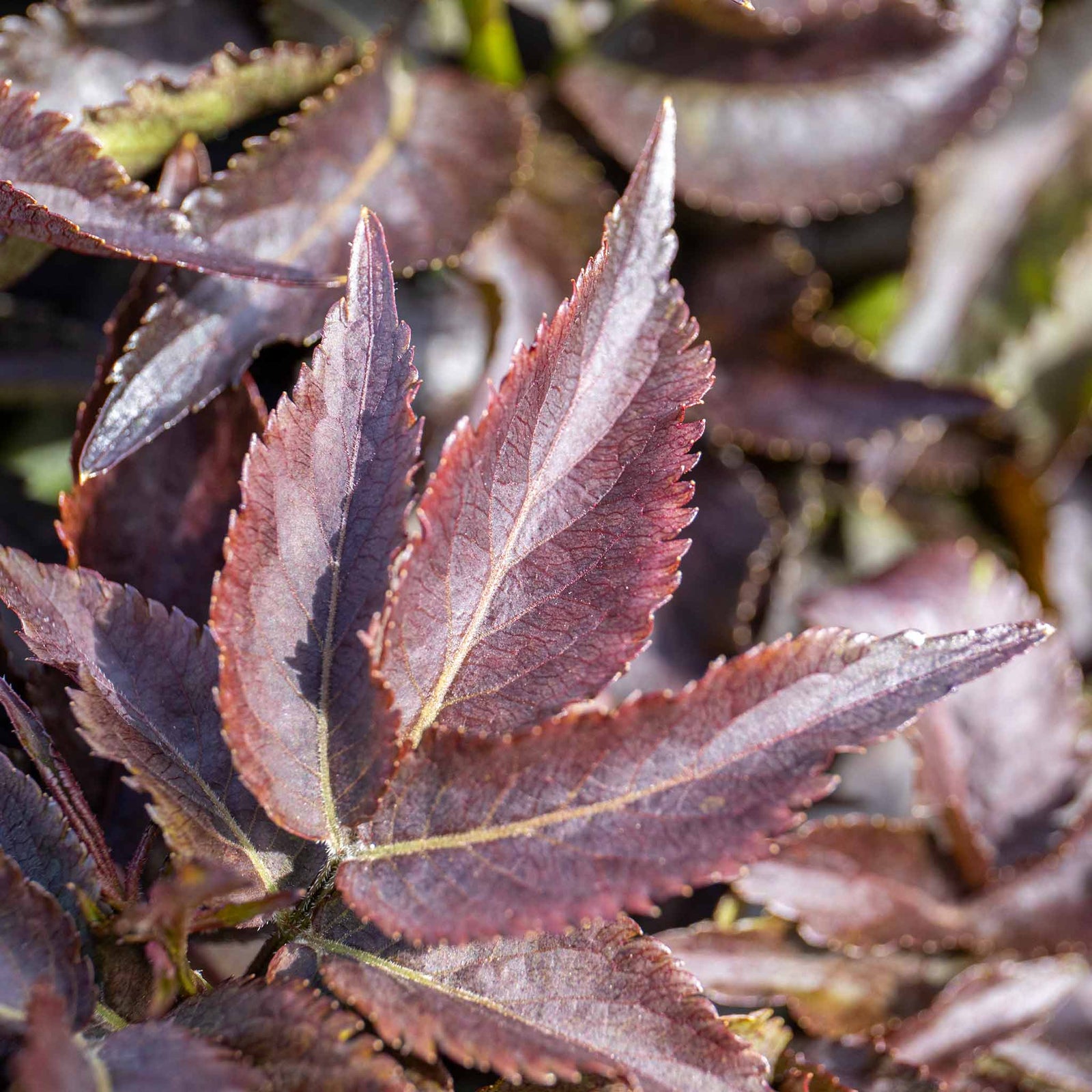 Sambucus Nigra 'black Tower' Narrow Upright Elder (dark Burgundy Foliage) | 1 x 3L | Pink & Black