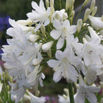 Agapanthus 'Arctic Star' - White African Lily - 9cm Pot | 3 x 9cm | White