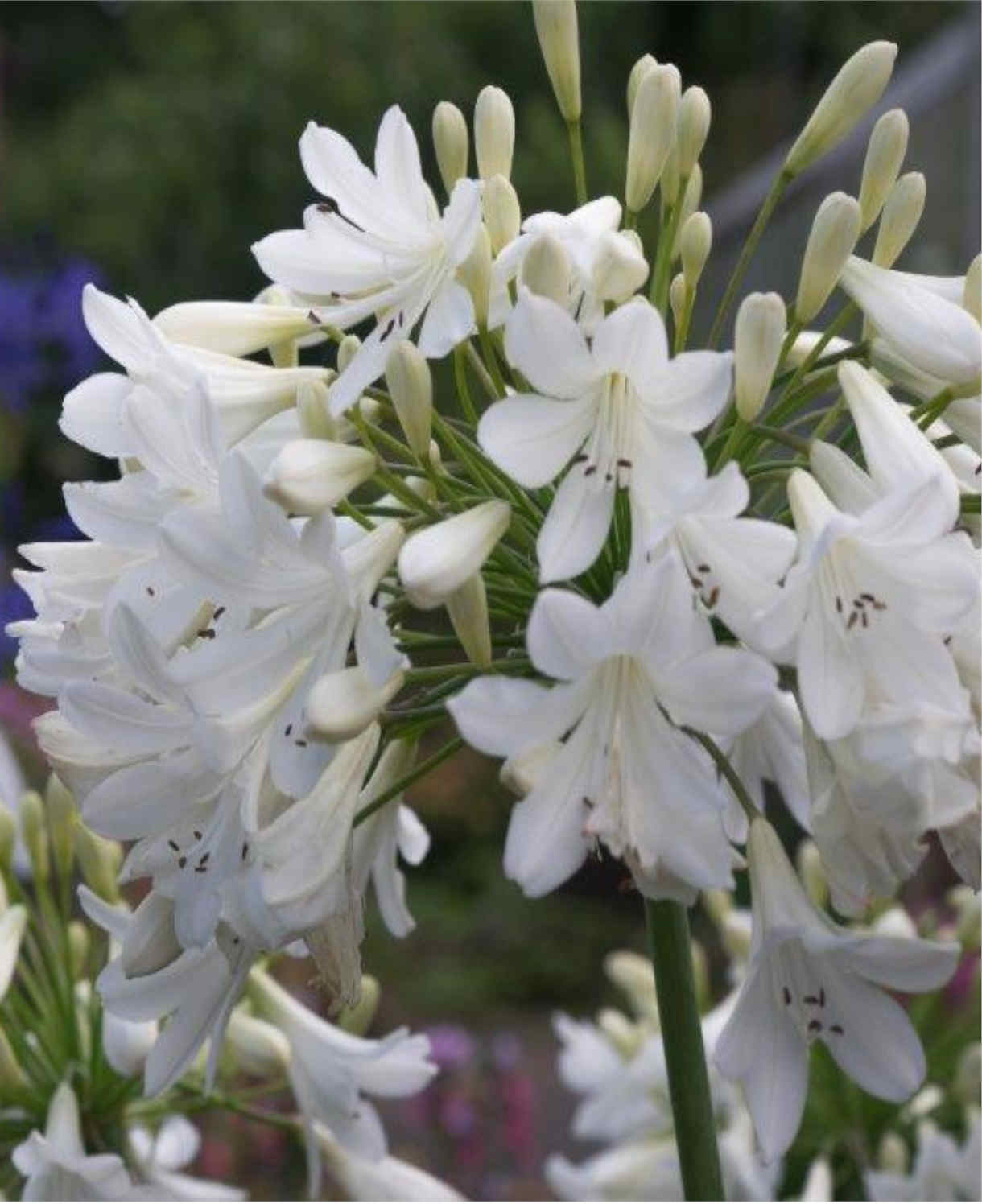Agapanthus 'Arctic Star' - White African Lily - 9cm Pot | 3 x 9cm | White