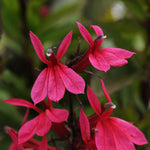 Lobelia Starship Collection - 3 Upright Lobelia Varieties For Borders And Containers | 3 x Jumbo Plugs | Red