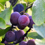 Plum 'czar' Bare-root (st Julian A) | 1 x Bare Root | Purple