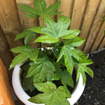 Fatsia Japonica 9cm Pot | Set-of-1