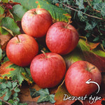 Apple Tree Gala — Bare-root Semi-dwarf M26 | 1 x Bare Root