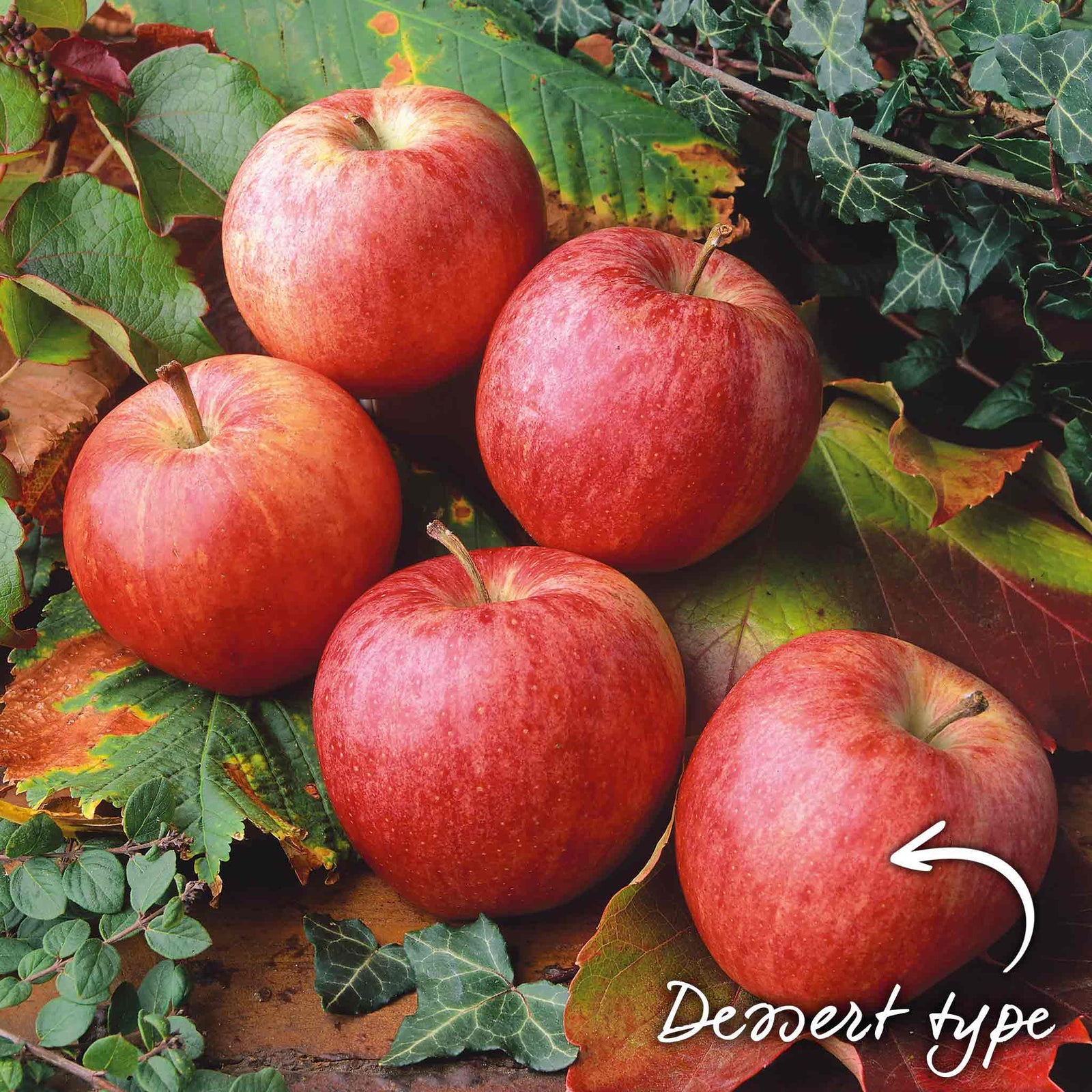 Apple Tree Gala — Bare-root Semi-dwarf M26 | 1 x Bare Root