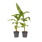 Hardy Banana - 2 Pcs. - Musa Basjoo - Height 55-70cm - ⌀21cm | Set of 2 | Green
