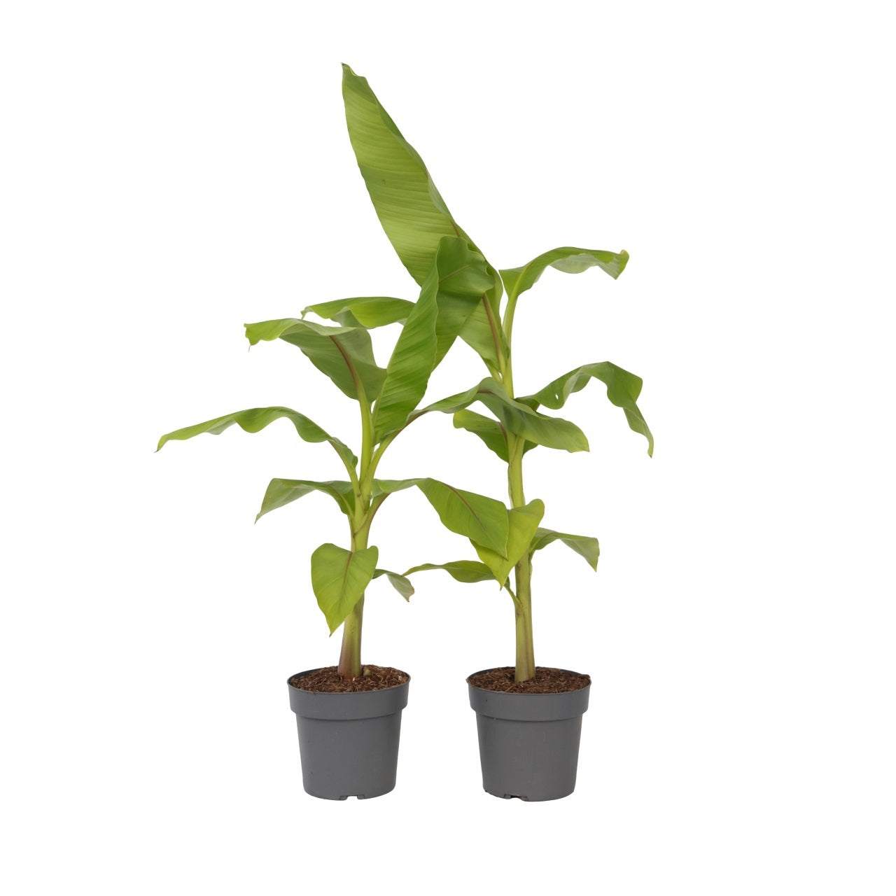 Hardy Banana - 2 Pcs. - Musa Basjoo - Height 55-70cm - ⌀21cm | Set of 2 | Green