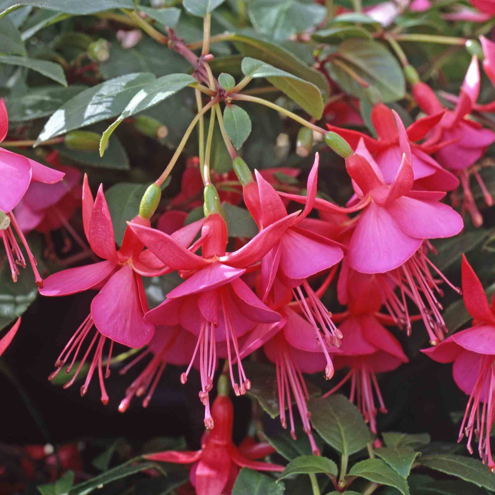 Fuchsia 'display' Upright Red And White Long-flowering | 12 x Plug Plants | Red & White
