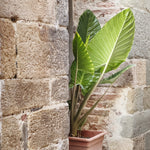 Elephant's Ear - 2 Pcs. - Alocasia 'odora' - Height 55-75cm - ⌀17cm | Set of 2 | Pink