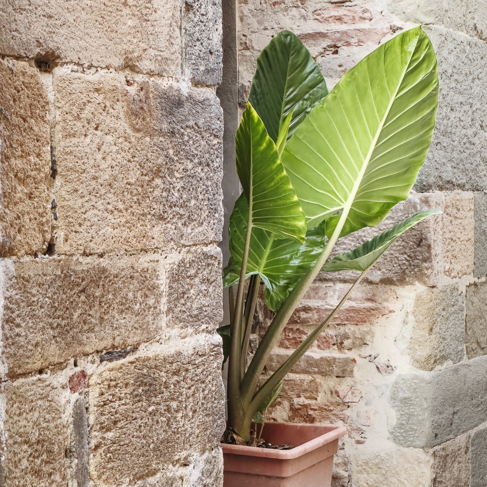 Elephant's Ear - 2 Pcs. - Alocasia 'odora' - Height 55-75cm - ⌀17cm | Set of 2 | Pink