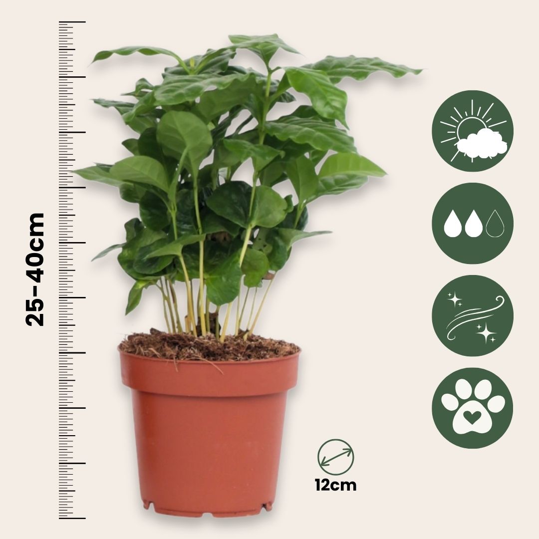 Coffee Plant - 2 Pcs. - Coffea Arabica - Height 25-40cm - ⌀12cm | Set of 2 | Green