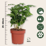 Coffee Plant - 4 Pcs. - Coffea Arabica - Height 25-40cm - ⌀12cm | Set of 4 | Green