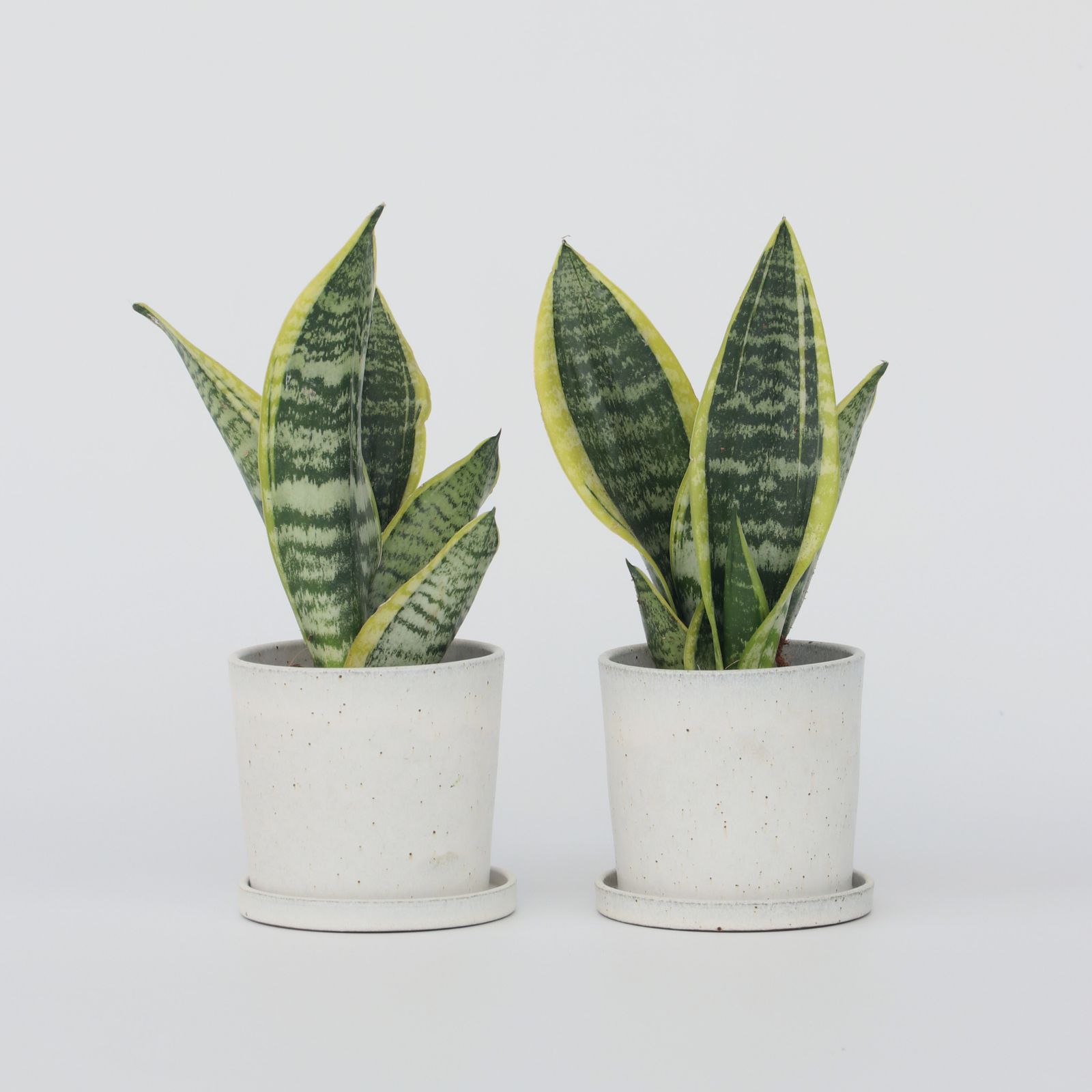Snake Plant - 2 Pcs. - Sansevieria 'futura Superba' - Height 35-40cm - ⌀12cm | Set of 2 | Green