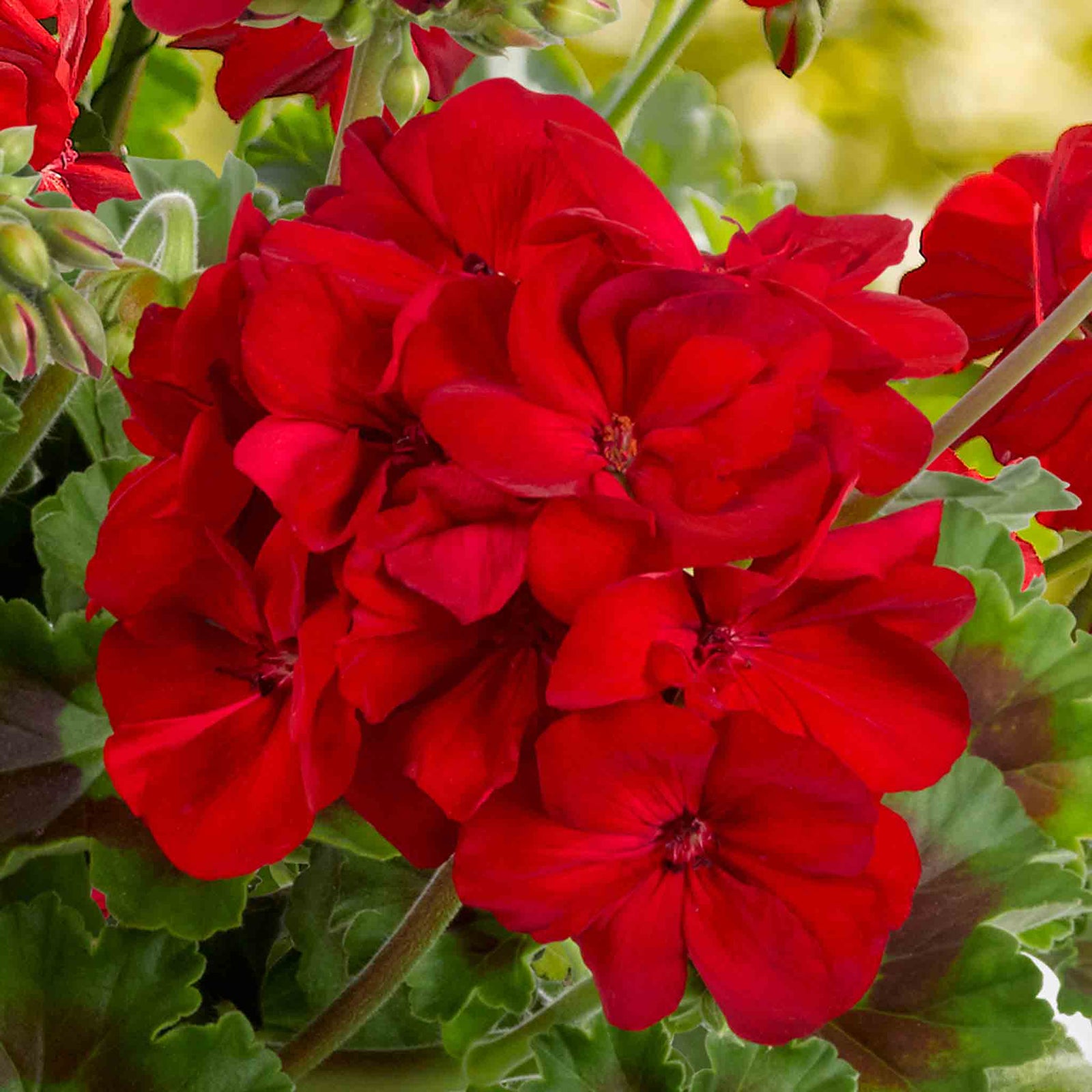 Geranium Galaxy Red Zonal 40cm | 12 x Plug Plants | Bright Red