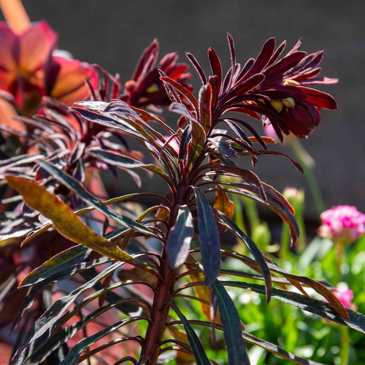 Euphorbia 'miners Merlot' Drought-tolerant Perennial 9cm | Set of 3 | Burgundy