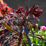 Euphorbia 'miners Merlot' Drought-tolerant Perennial 2l | Set of 1 | Green