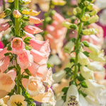 Distinguished Digitalis Collection | 24 x Plug Plants | Mixed