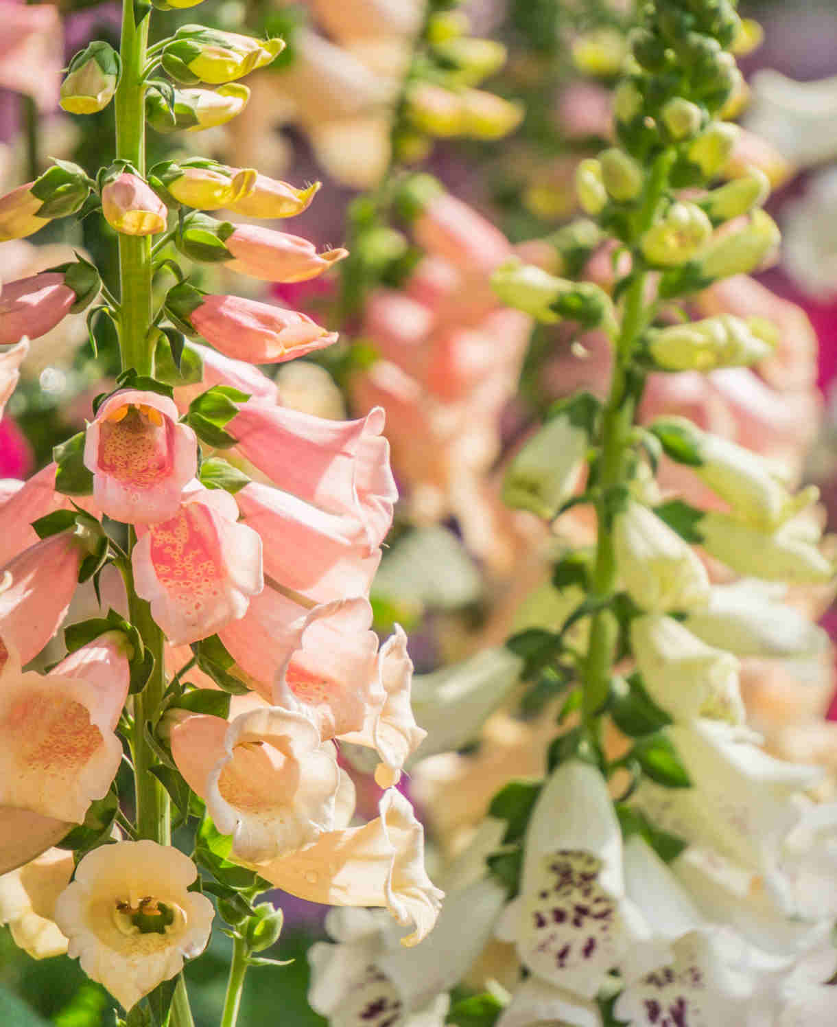 Distinguished Digitalis Collection - Plug Plants | 12 x Plug Plants | Mixed