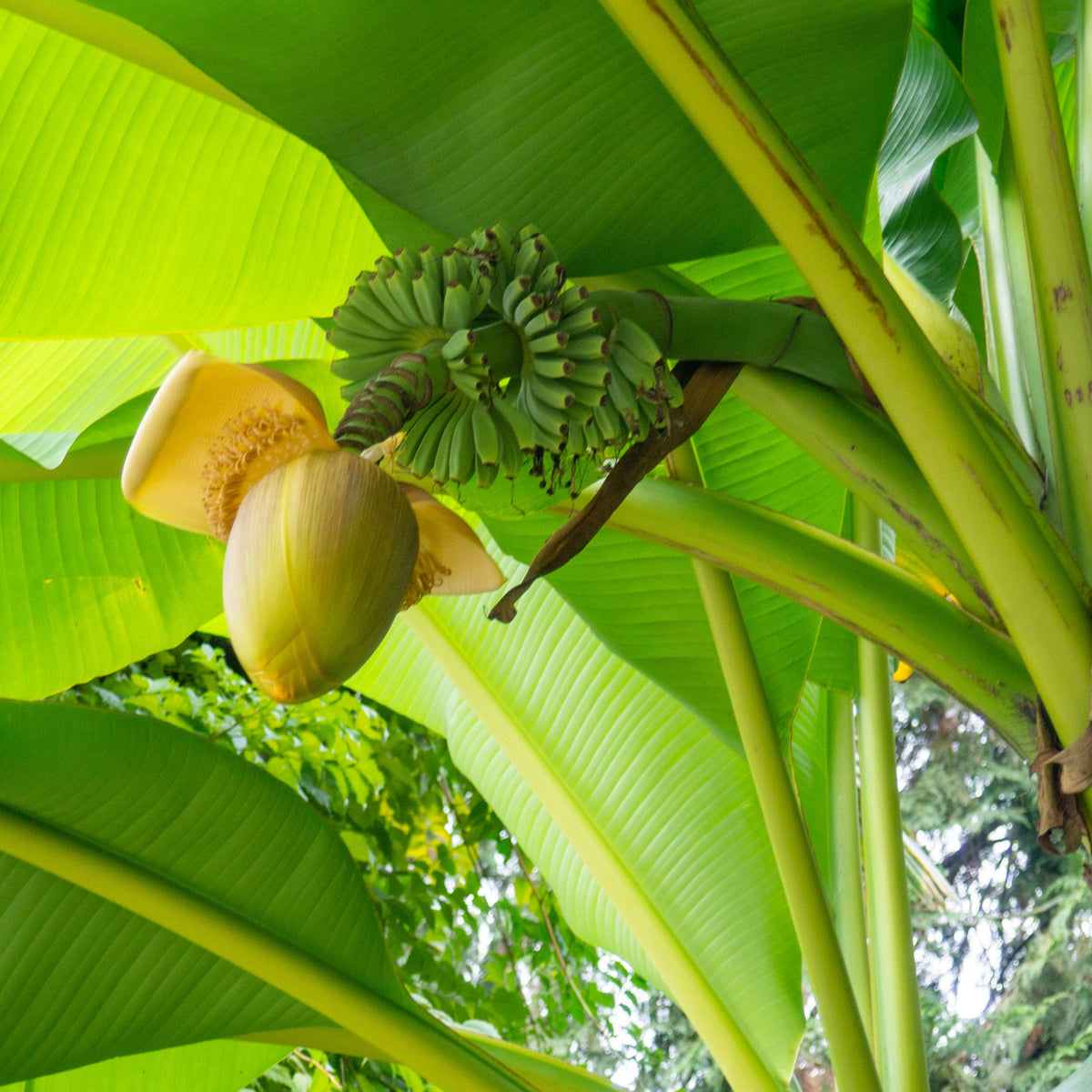 Hardy Banana Plant - Musa Basjoo - 10.5cm Pot | Set of 2 | Green