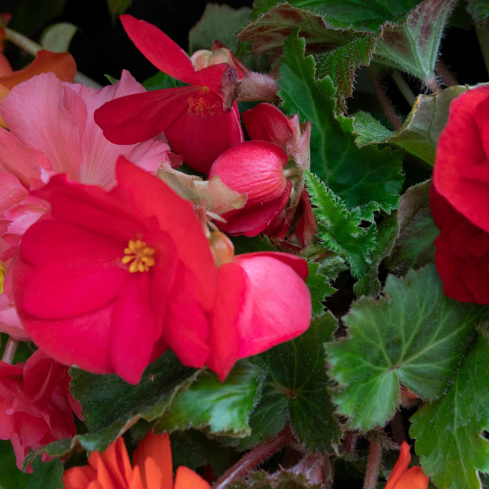Begonia 'nonstop Mix' Double-flowering Shade-loving Bedding Plant | 20 x Pro Grower Plugs | Multi
