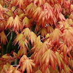 Acer Palmatum Orange Dream Extra Large Japanese Maple Tree 4-5ft In A 7.5 Litre Pot