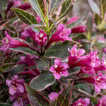 Weigela 'all Summer Monet' Variegated Dwarf Shrub | 1 x 3L | Pink