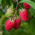 Thornless Raspberry 'glen Mor' – Pre-rooted, Spine-free | 5 x Bare Root | Red