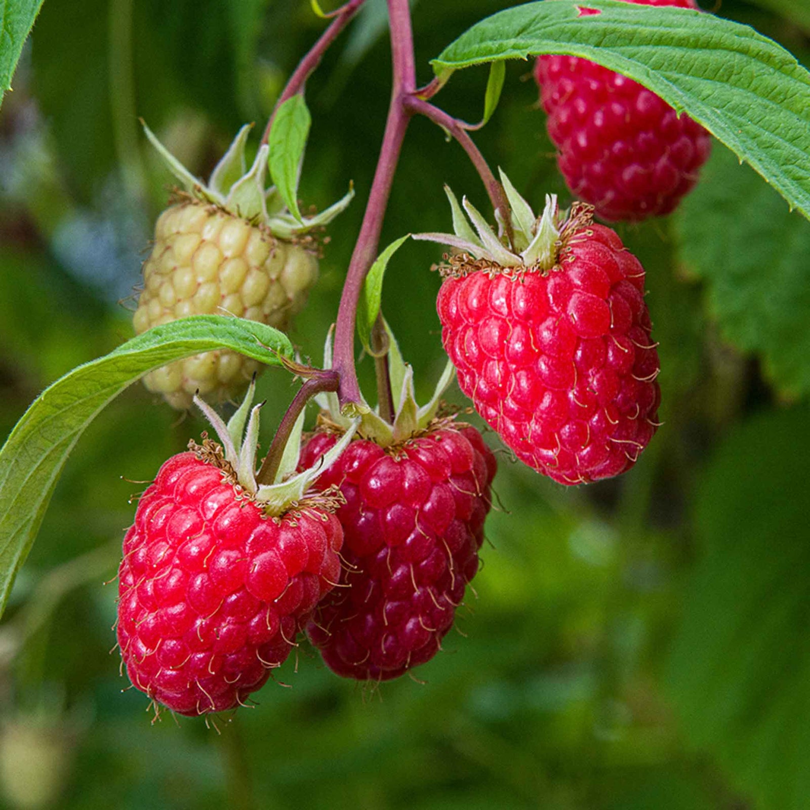 Thornless Raspberry 'glen Mor' – Pre-rooted, Spine-free | 3 x Bare Root | Red