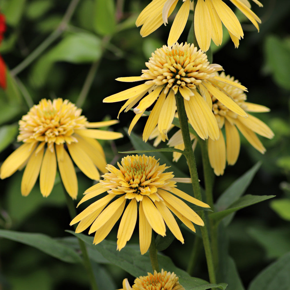 Echinacea Pupurea Lemon Drops - Bright Yellow Coneflower - 9cm Pots | 3 x 9cm | Yellow