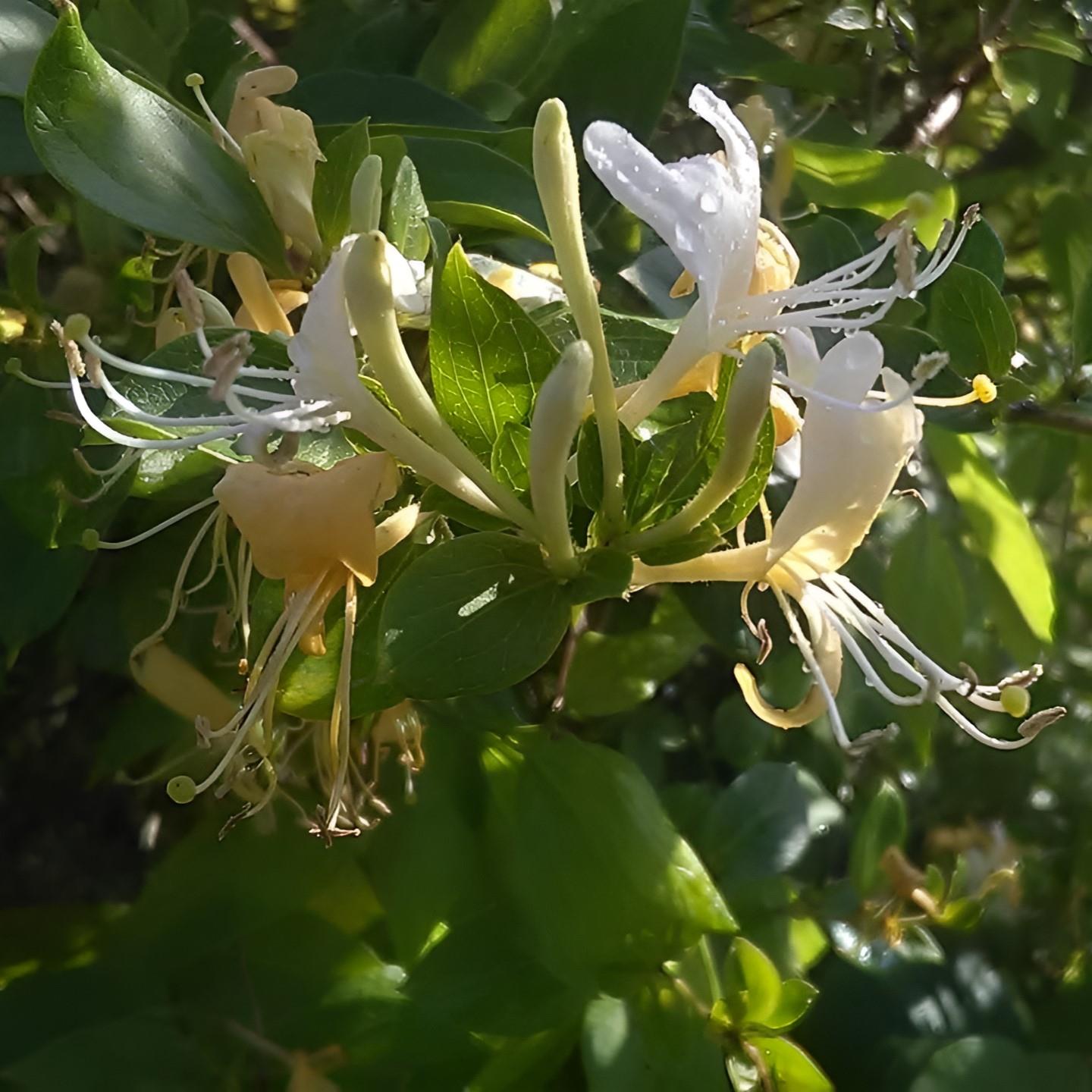 Lonicera Halliana Evergreen Honeysuckle Climbing Plant