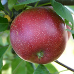 Malus Summerred Apple Dwarf Patio Fruit Tree 3-4ft Supplied In A 5 Litre Pot