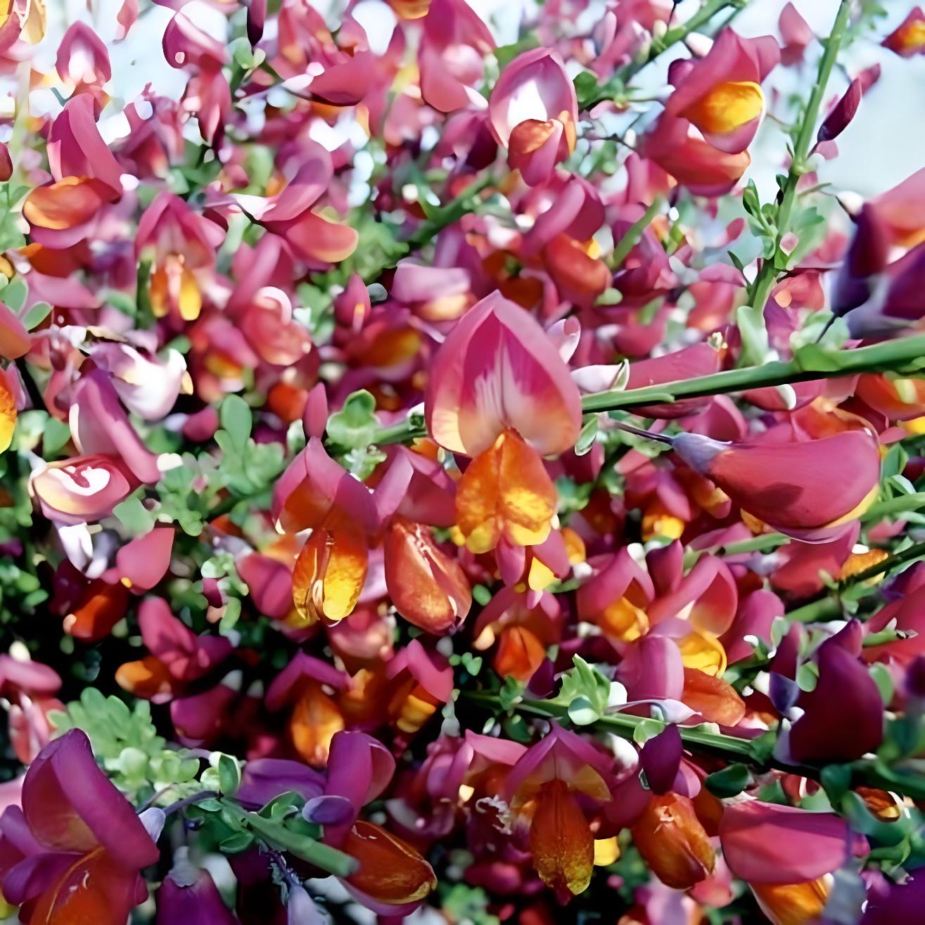 Cytisus Boskoop Ruby Garden Broom Shrubs Pack Of 3