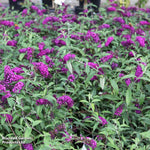 Thompson & Morgan Buddleja Davidii Royal Red 9cm Potted Plant X 1