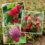 Primocane Raspberry Collection — Rhs Award Winners (6 Canes) | Set of 6