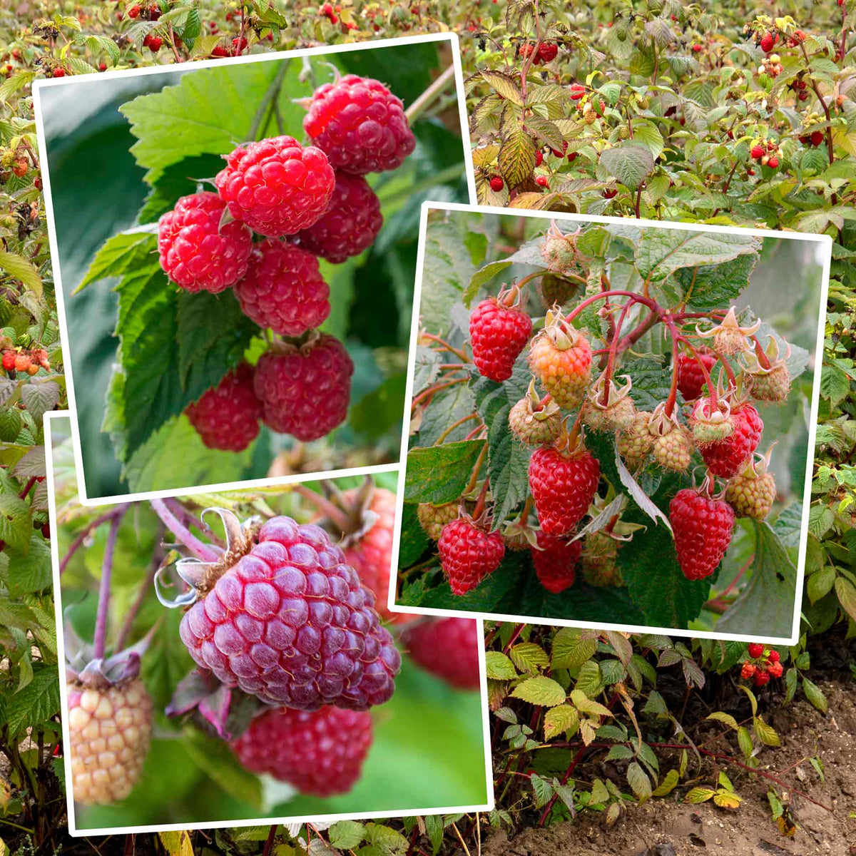 Primocane Raspberry Collection — Rhs Award Winners (6 Canes) | Set of 6