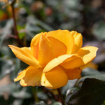 Rose 'golden Delicious' — Deep Yellow Citrus-scented Hybrid Tea | 1 x Bare Root | Yellow