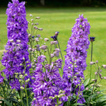Delphinium 'delgenius Breezin' Compact Purple Perennial | 1 x 2L | Purple