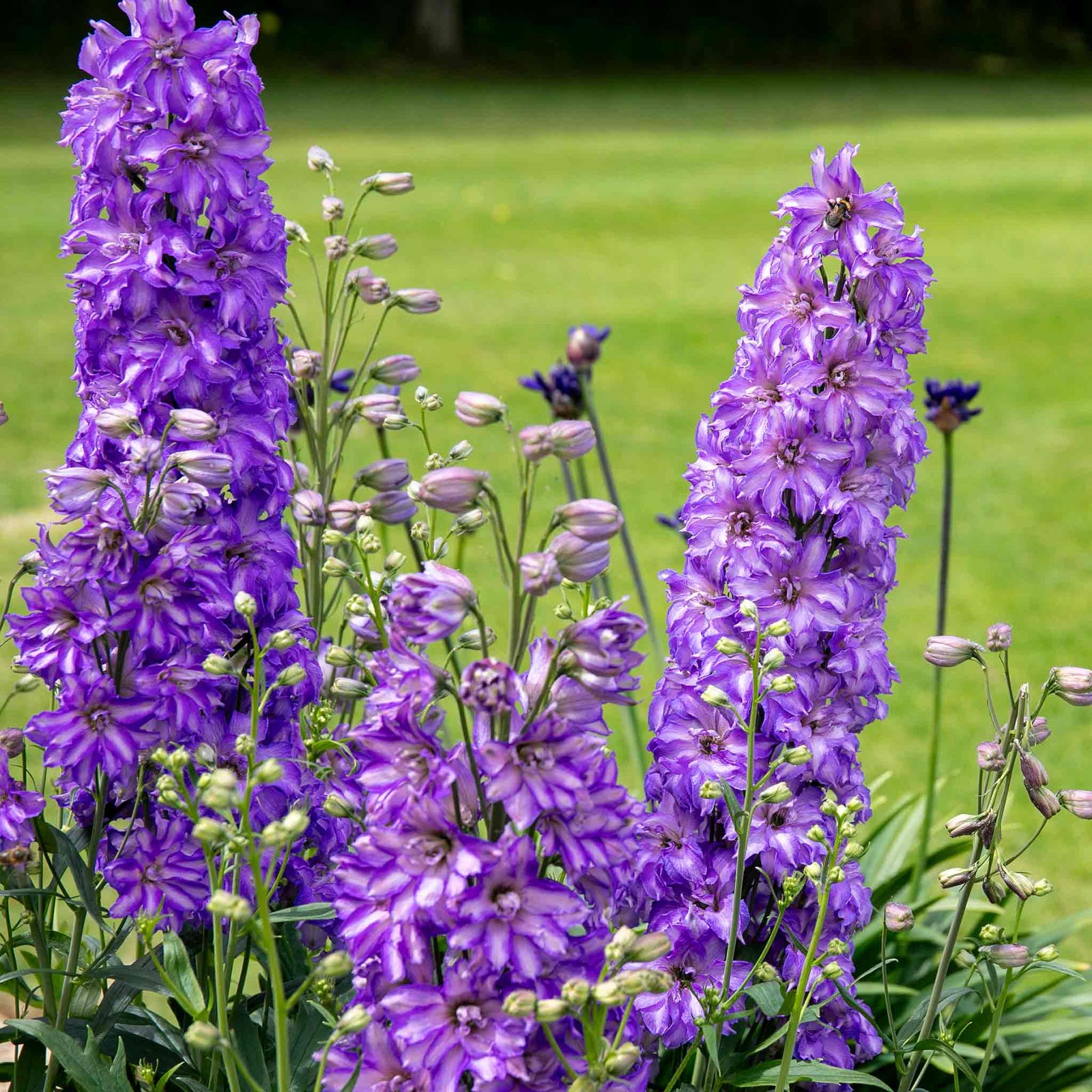 Delphinium 'delgenius Breezin' Compact Purple Perennial | 1 x 2L | Purple