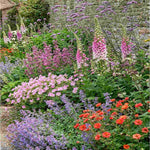 Classic Cottage Garden Border Collection - 2l Garden Ready Pots. | Set of 18 | Multi