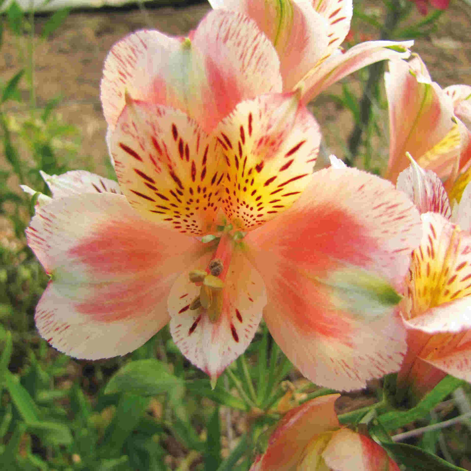 Hayloft Alstroemeria Duc D'anjou 'jean' - 3 X 9cm Pots