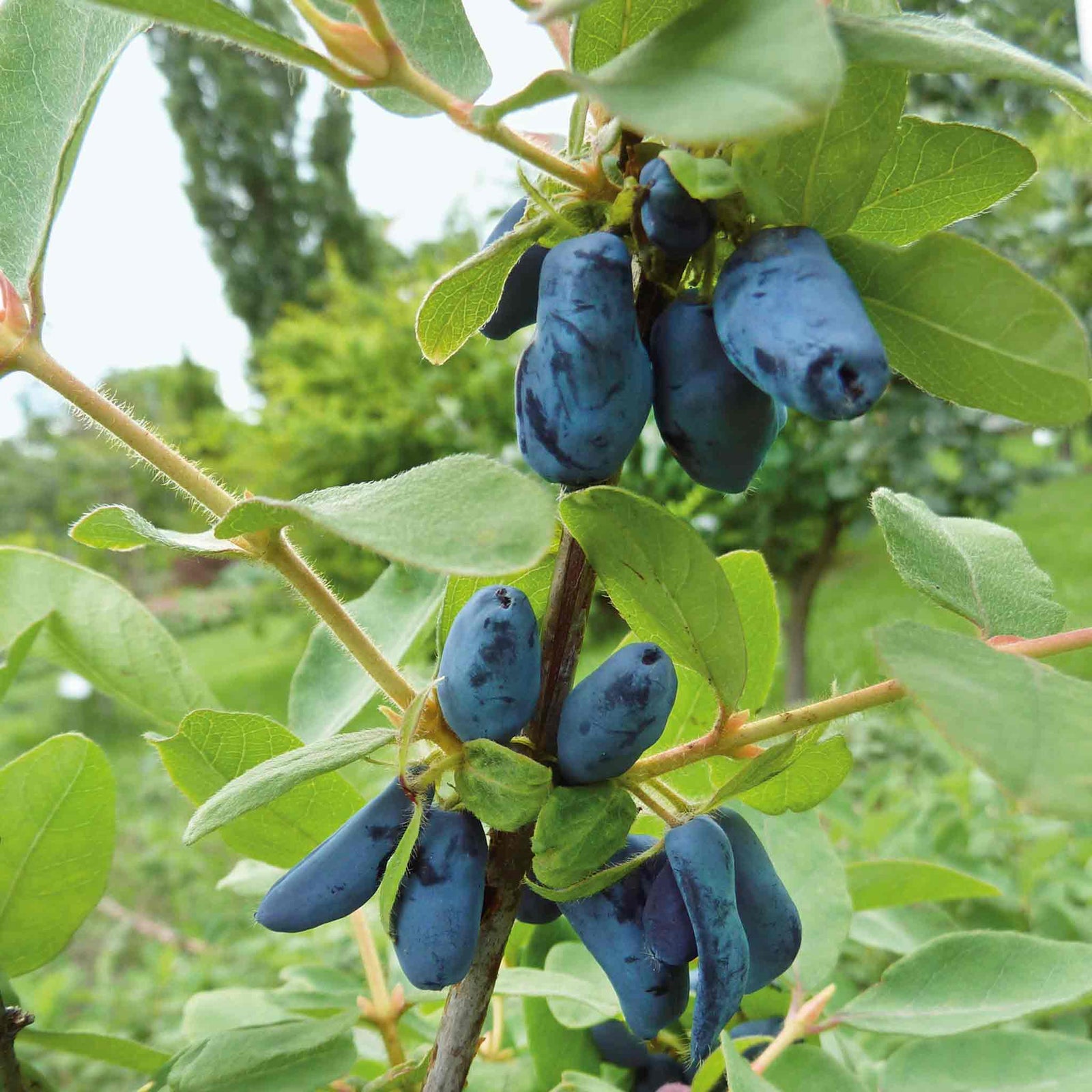 Honeyberry 'honeybee' Self-fertile Hardy Fruiting Shrub | 3 x 9cm