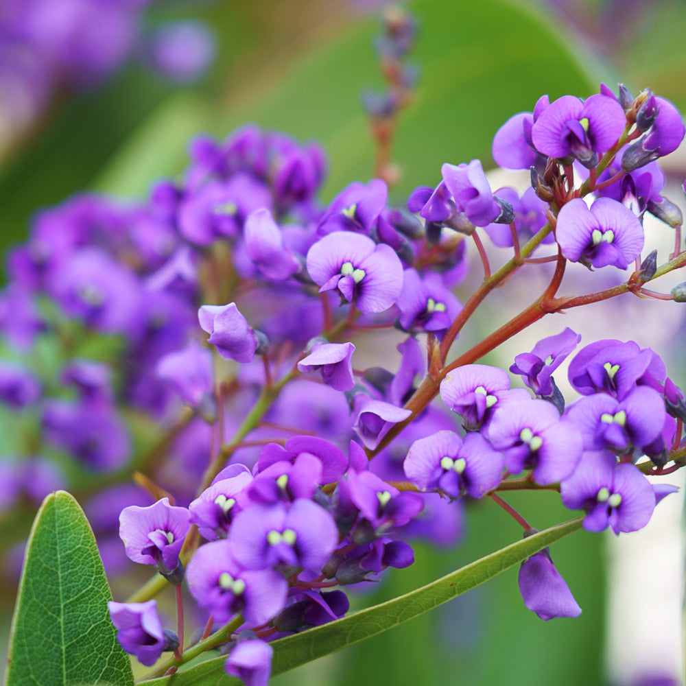 Hardenbergia Collection - 1 Purple, 1 White Both In 7cm Pots