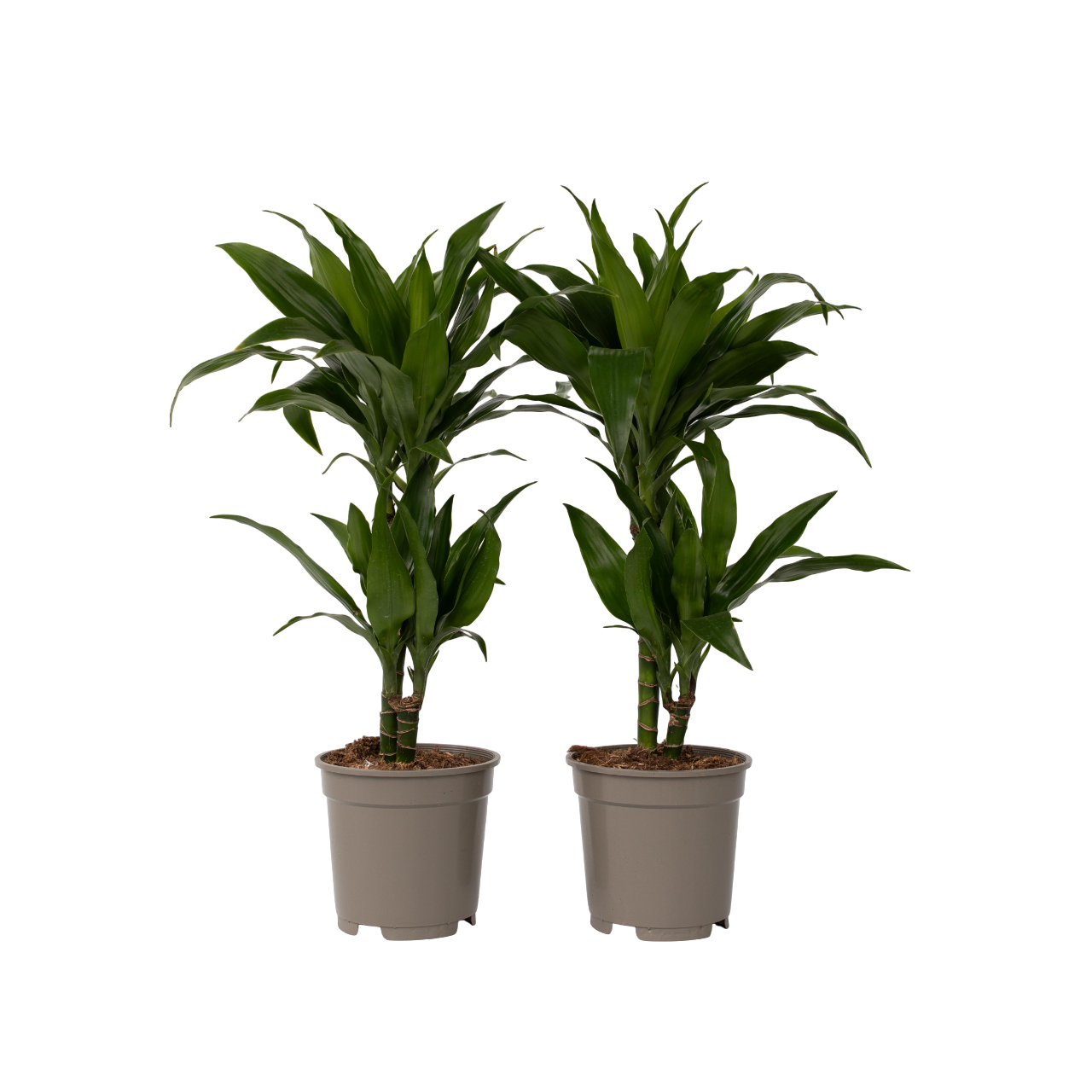Dragon Tree - 2 Pcs. - Dracaena Deremensis 'janet Craig' - H60-70cm - ⌀17cm | Set of 2 | Green
