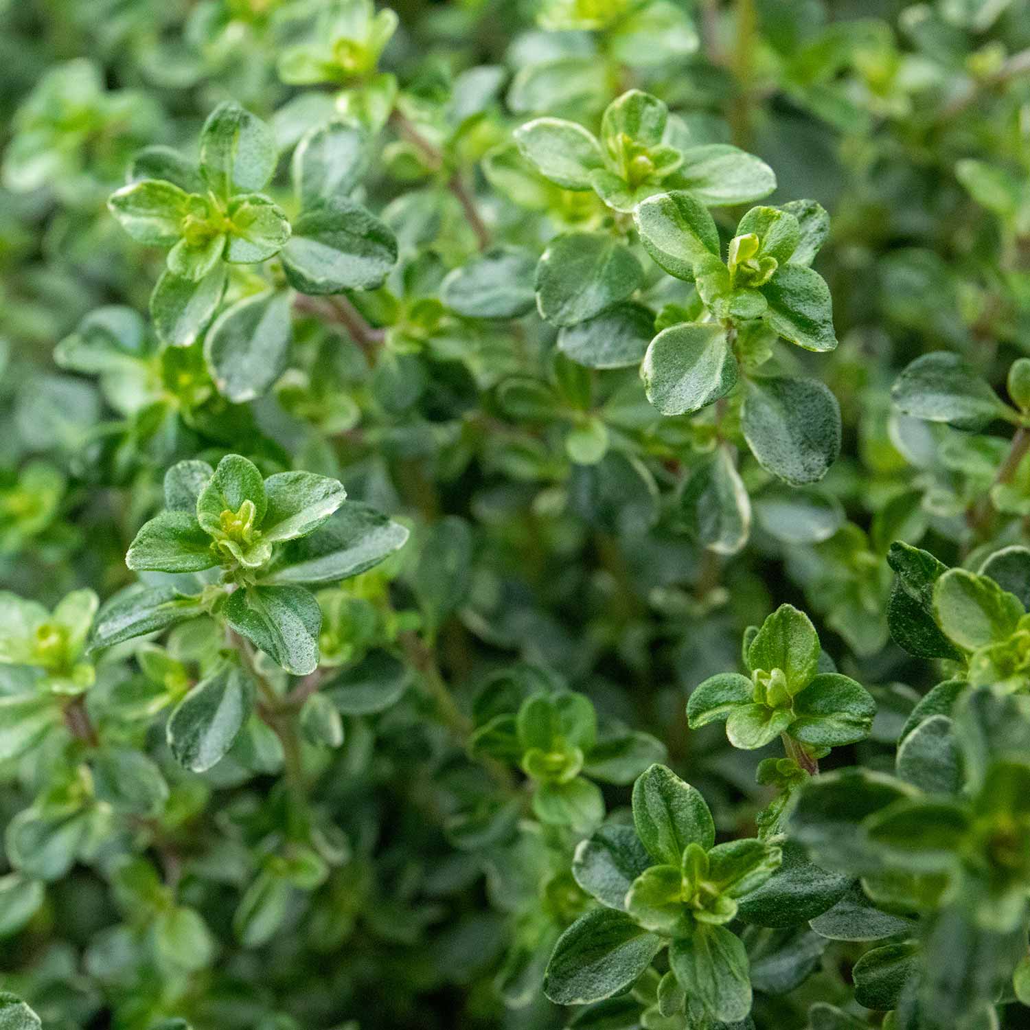 Thyme 'silver Posie' Plant | 1L