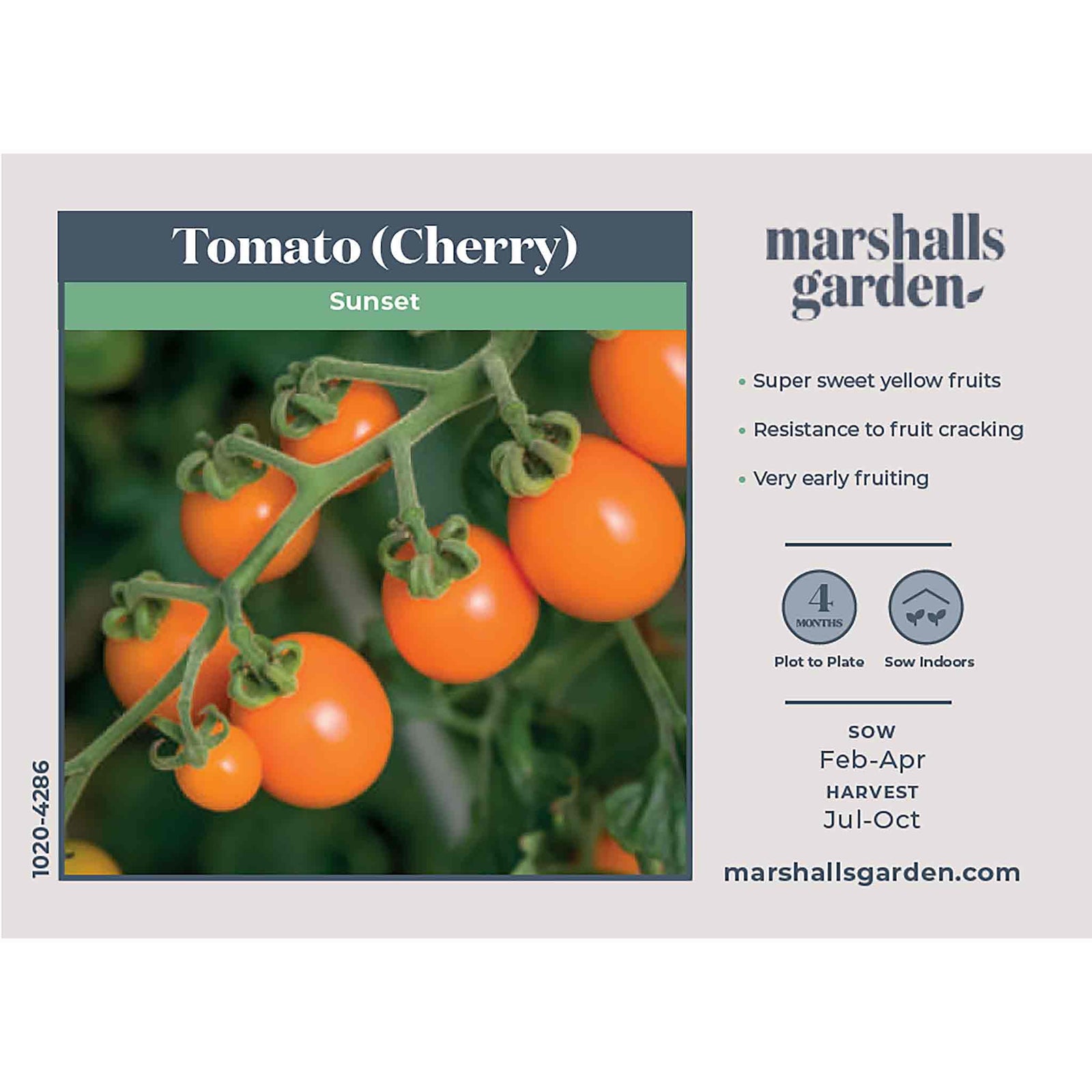 Tomato Seeds 'sunset' - Golden Orange Sweet High-yield Seeds | 10 Seeds
