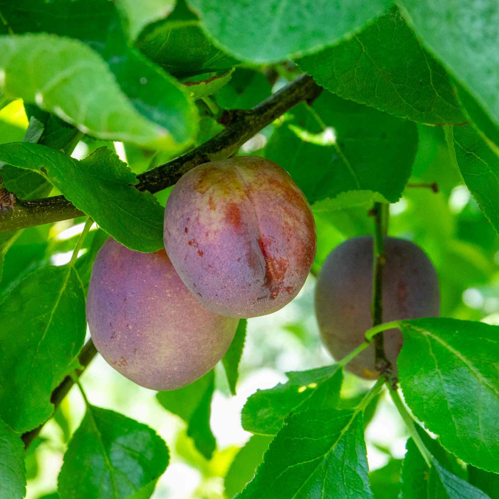 Plum Tree Marjorie's Seedling Bare-root Late-season Bare Root | 1 x Bare Root | Purple
