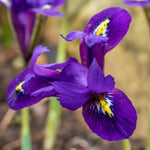 Iris Harmony Early Spring Blue | 20 x Bulbs | Purple