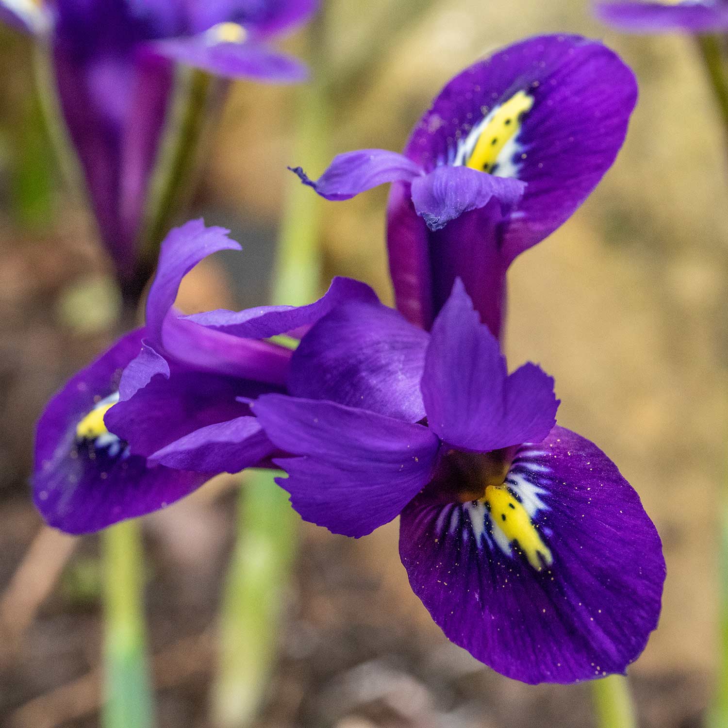Iris Harmony Early Spring Blue | 20 x Bulbs | Purple